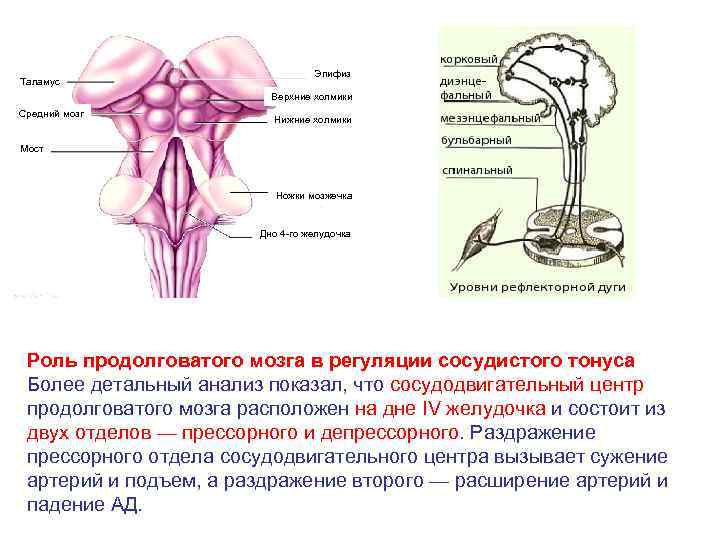 Продолговатый мозг нервные центры регуляции