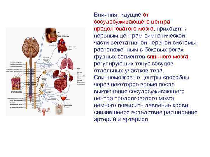 Капилляр щитовидной железы продолговатый мозг. Центры продолговатого мозга. Вегетативные центры продолговатого мозга. Нервные центры продолговатого мозга. Жизненно важные центры продолговатого мозга.
