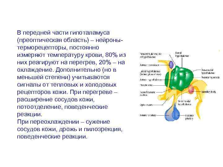 Средний мозг за что отвечает у рыб