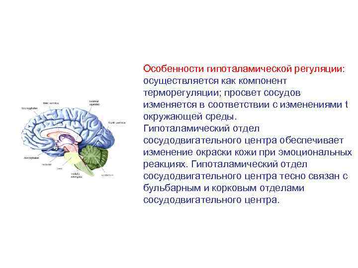 Особенности гипоталамической регуляции: осуществляется как компонент терморегуляции; просвет сосудов изменяется в соответствии с изменениями