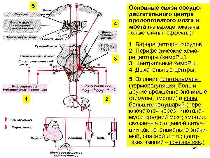 5 4 Основные связи сосудодвигательного центра продолговатого мозга и моста (на выходе показаны только