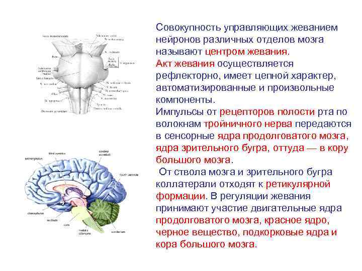 Продолговатый мозг нервные центры регуляции. Слюноотделение в продолговатом мозге. Рефлекторные центры продолговатого мозга. Центр жевания в продолговатом мозге. Сенсорная функция продолговатого мозга.