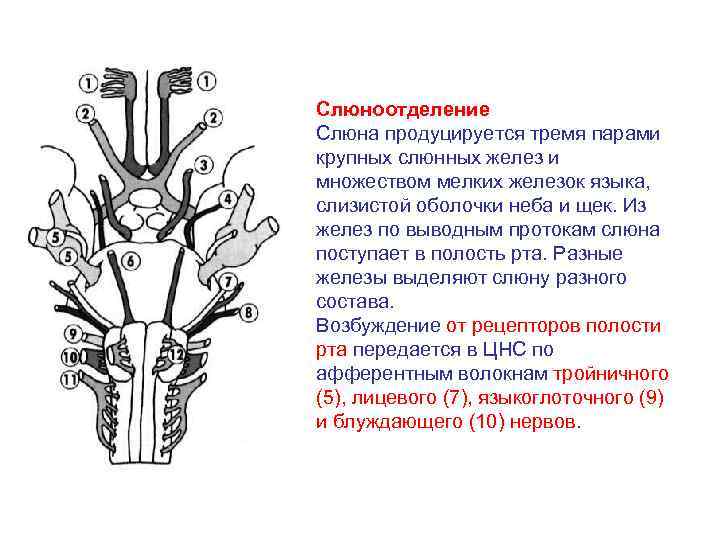 Слюноотделение Слюна продуцируется тремя парами крупных слюнных желез и множеством мелких железок языка, слизистой