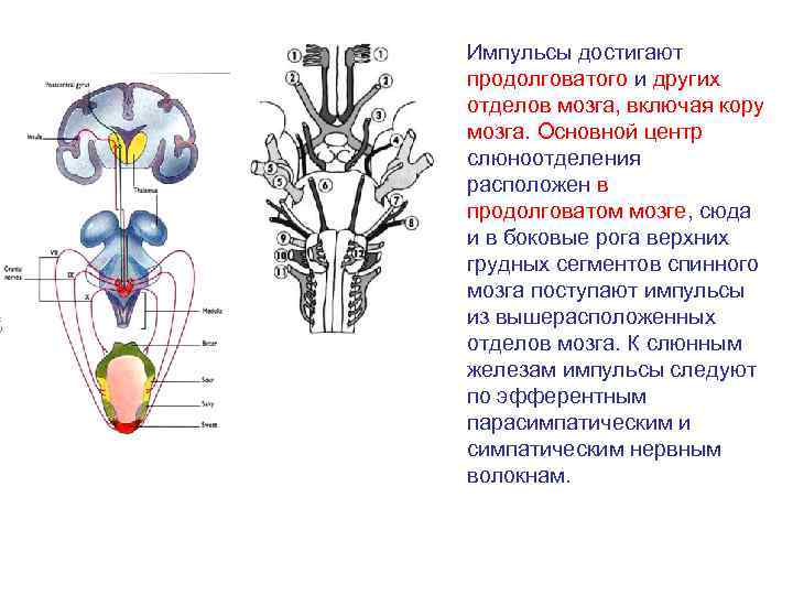 Роль продолговатого мозга