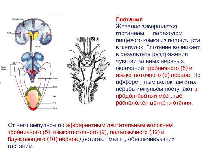 Функции продолговатого мозга 8 класс биология. Так жевания и глотания это функция продолговатого мозга.