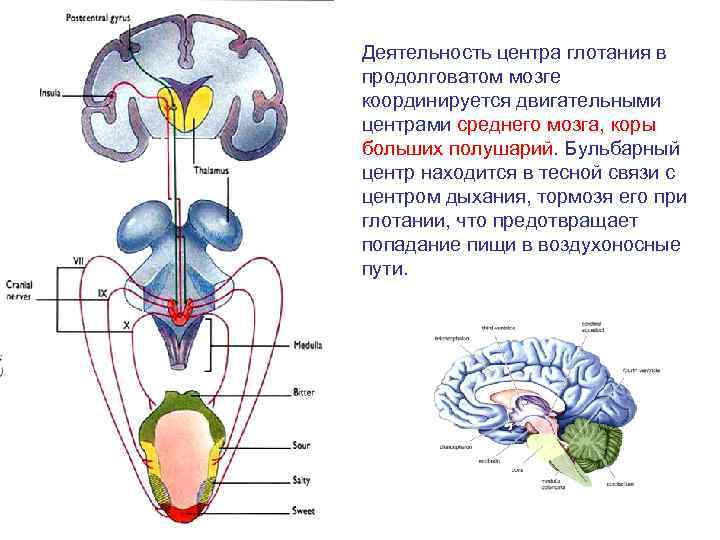 Продолговатый мозг нервные центры регуляции. Глотательный центр продолговатого мозга. Центр глотания расположен в продолговатом мозге. Бульбарный отдел продолговатого мозга. Глотание функции продолговатого мозга.
