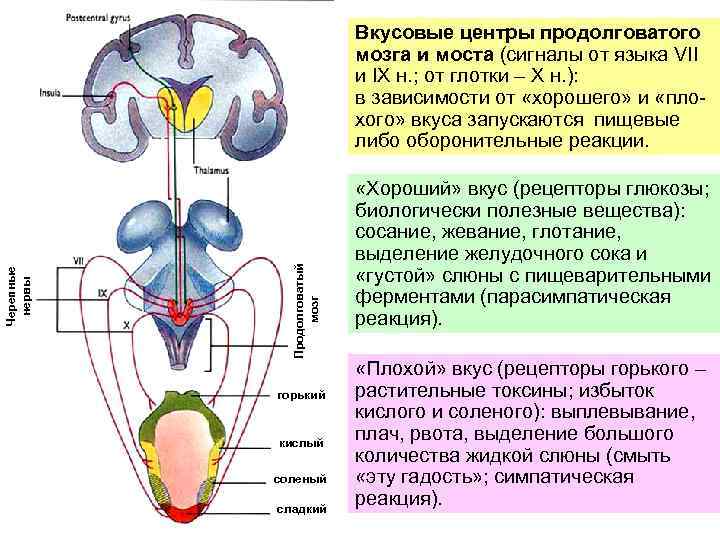 Сердечный центр в продолговатом мозге. Кохлеарные ядра продолговатого мозга. Схема расположения ядер продолговатого мозга. Функции ядер продолговатого мозга. Продолговатый мозг расположение центры.
