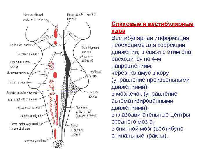 Вестибулярные ядра ствола мозга это вторичный центр