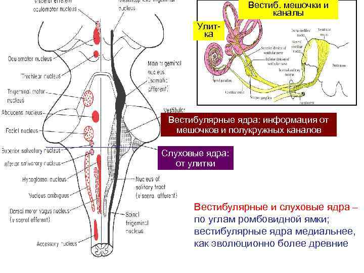 Вестиб. мешочки и каналы Улитка Вестибулярные ядра: информация от мешочков и полукружных каналов Слуховые