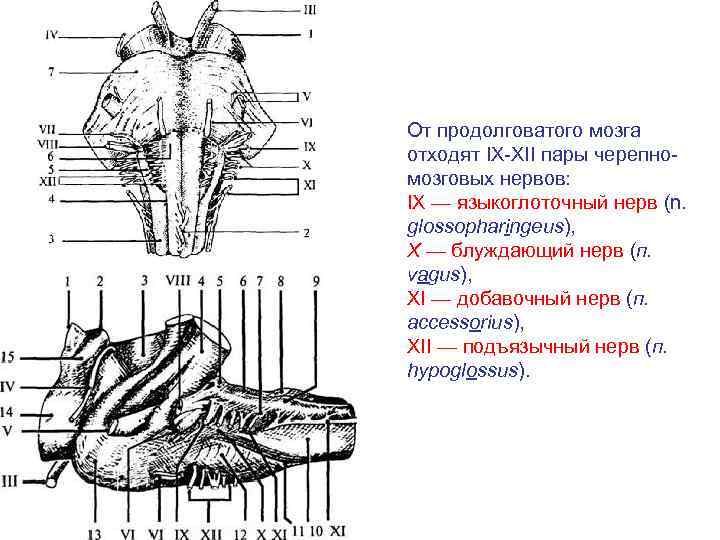 Нервные продолговатого мозга