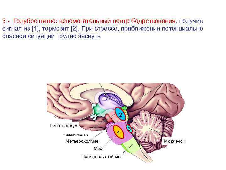 Функции моста и среднего мозга. Голубое пятно продолговатый мозг. Голубое пятно ретикулярной формации. Голубое пятно среднего мозга. Функции продолговатого мозга и моста.