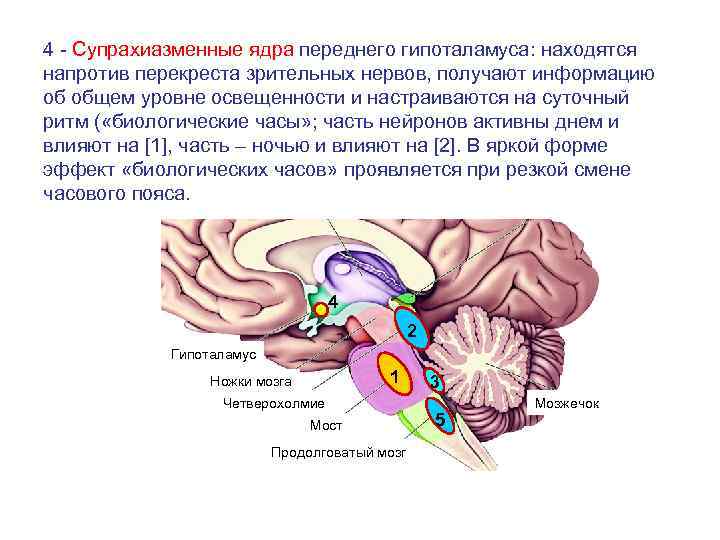 4 - Супрахиазменные ядра переднего гипоталамуса: находятся напротив перекреста зрительных нервов, получают информацию об