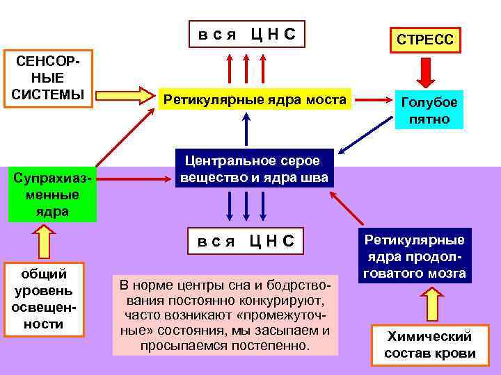 вся ЦНС СЕНСОРНЫЕ СИСТЕМЫ Ретикулярные ядра моста СТРЕСС Голубое пятно Центральное серое вещество и