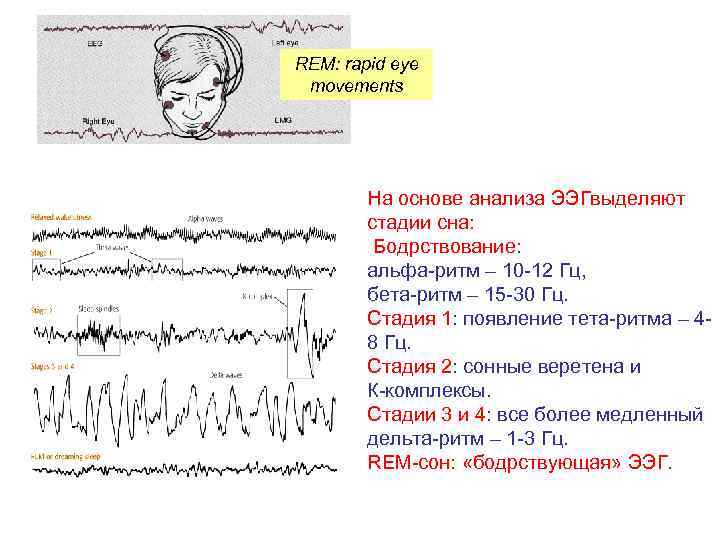 REM: rapid eye movements На основе анализа ЭЭГвыделяют стадии сна: Бодрствование: альфа-ритм – 10