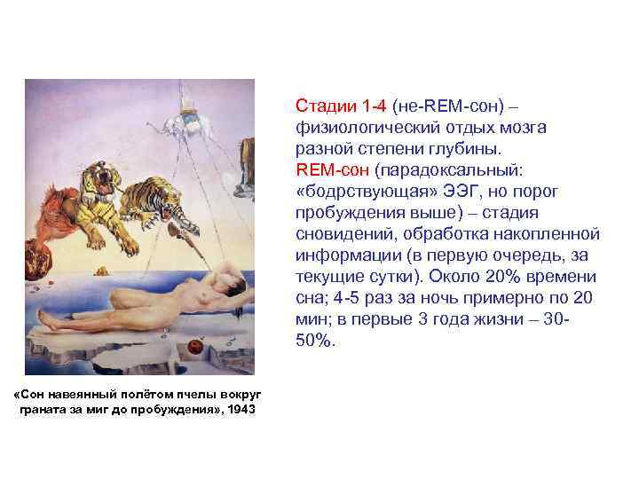 Стадии 1 -4 (не-REM-сон) – физиологический отдых мозга разной степени глубины. REM-сон (парадоксальный: «бодрствующая»