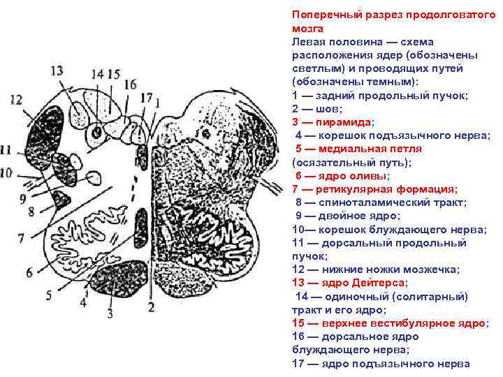 Схема мозга лягушки