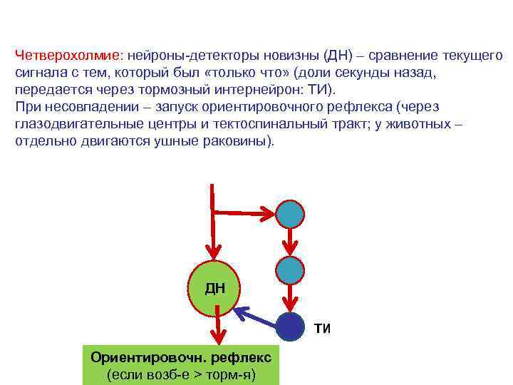 Четверохолмие: нейроны-детекторы новизны (ДН) – сравнение текущего сигнала с тем, который был «только что»