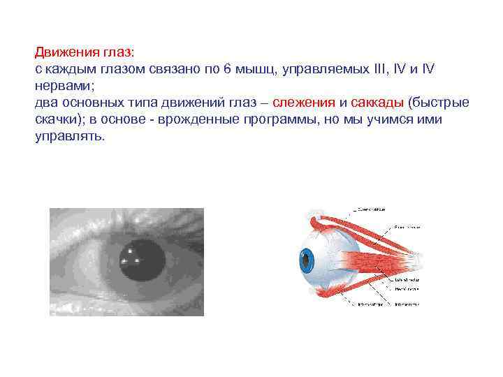 Движение зрение. Движения глазных яблок функции. Скорость движения глаза. Роль движения глаз для зрения. Скорость движения глаза человека.