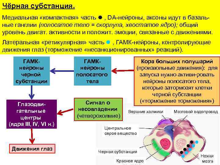 Чёрная субстанция. Медиальная «компактная» часть , DA-нейроны, аксоны идут в базальные ганглии (полосатое тело