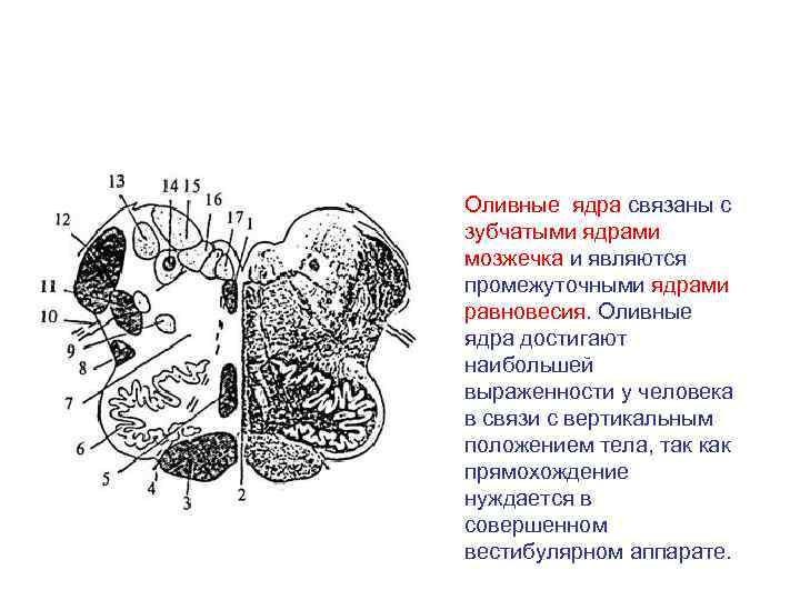 Ядра продолговатого мозга схема