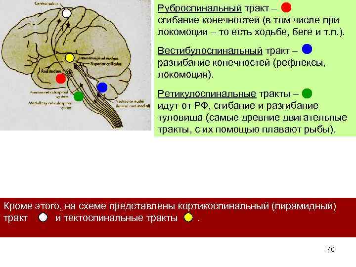 Продолговатый мозг функции таблица