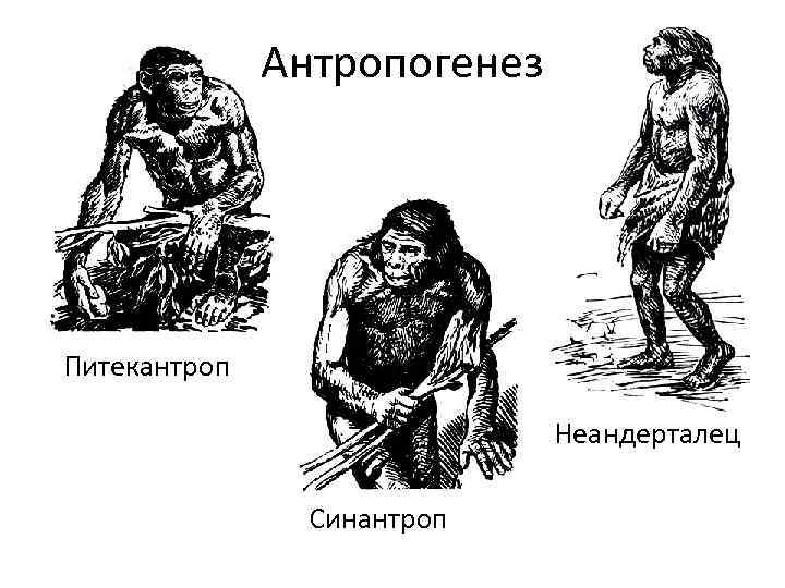 Антропогенез Питекантроп Неандерталец Синантроп 