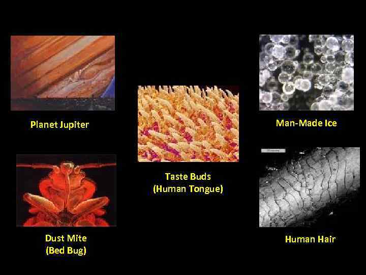 What are these images? Man-Made Ice Planet Jupiter Taste Buds (Human Tongue) Dust Mite