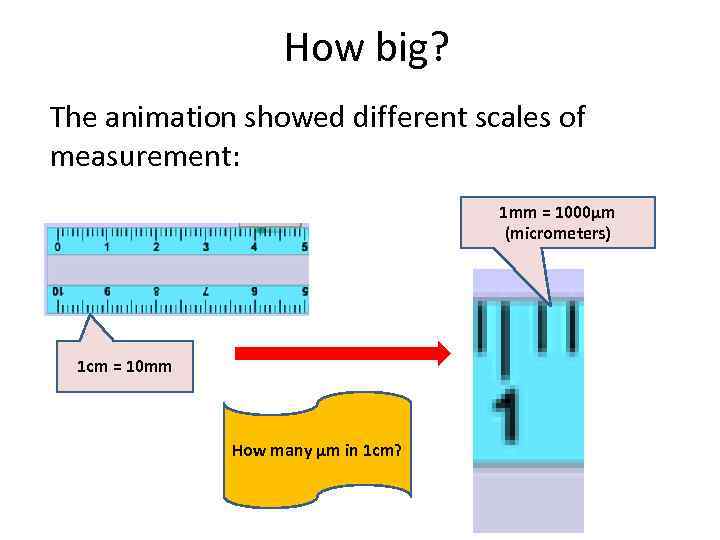 How big? The animation showed different scales of measurement: 1 mm = 1000µm (micrometers)