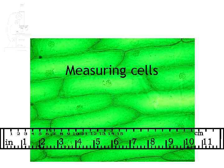 Measuring cells 