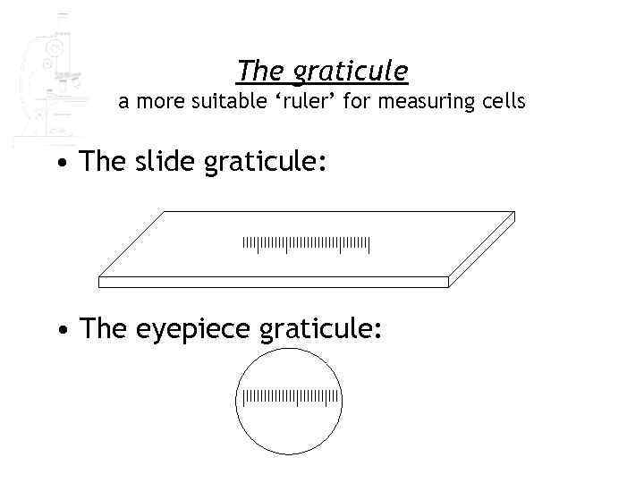 The graticule a more suitable ‘ruler’ for measuring cells • The slide graticule: •