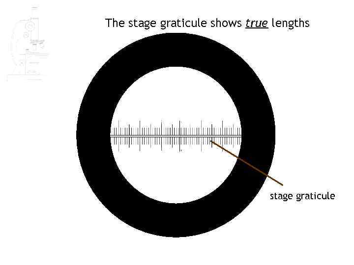 The stage graticule shows true lengths stage graticule 