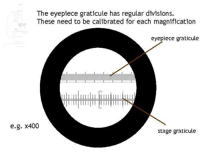 The eyepiece graticule has regular divisions. These need to be calibrated for each magnification