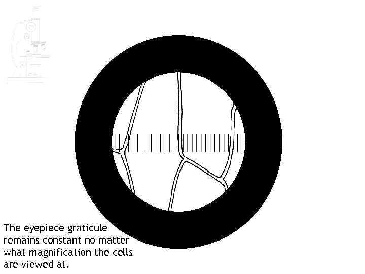 The eyepiece graticule remains constant no matter what magnification the cells are viewed at.