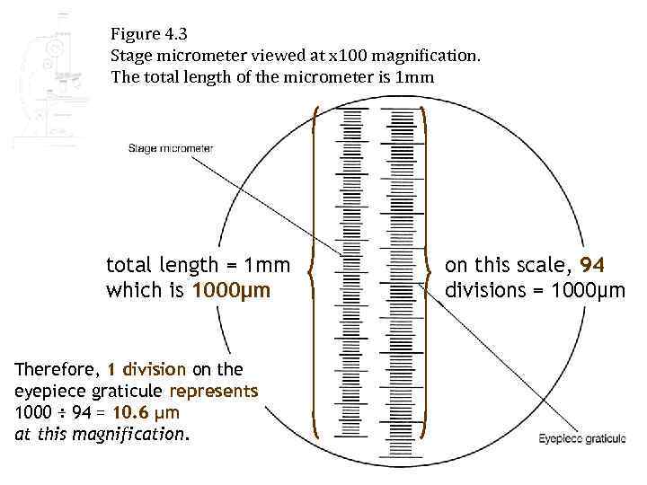 Figure 4. 3 Stage micrometer viewed at x 100 magnification. The total length of