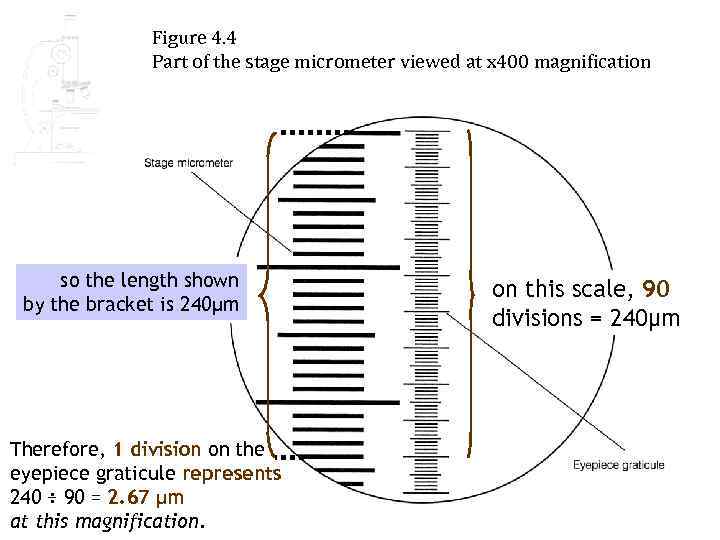 Figure 4. 4 Part of the stage micrometer viewed at x 400 magnification remember