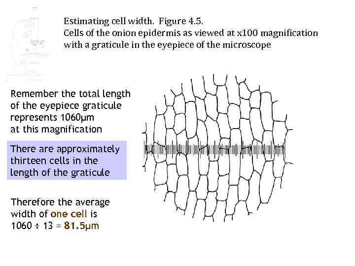 Estimating cell width. Figure 4. 5. Cells of the onion epidermis as viewed at