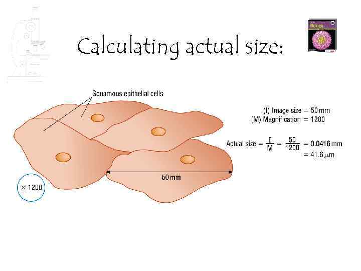 Calculating actual size: 