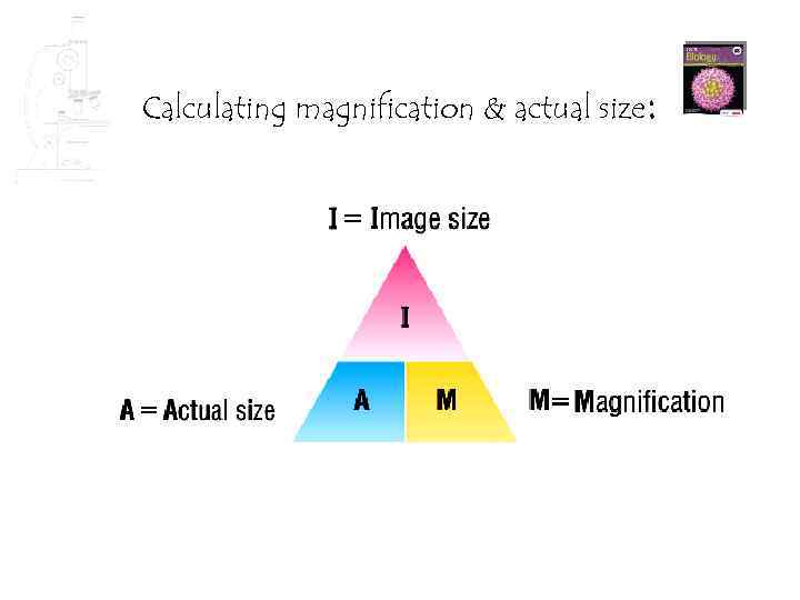 Calculating magnification & actual size: 
