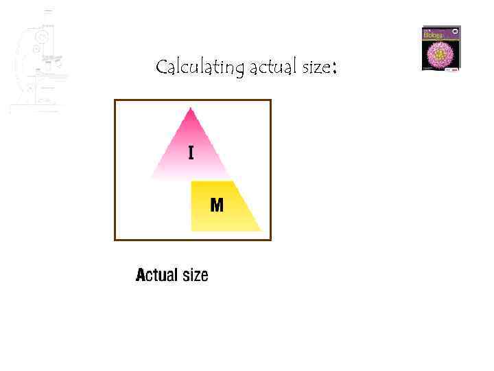 Calculating actual size: 