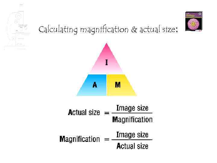 Calculating magnification & actual size: 