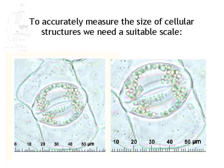 To accurately measure the size of cellular structures we need a suitable scale: 
