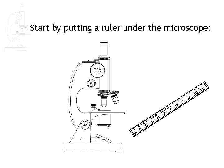 Start by putting a ruler under the microscope: 