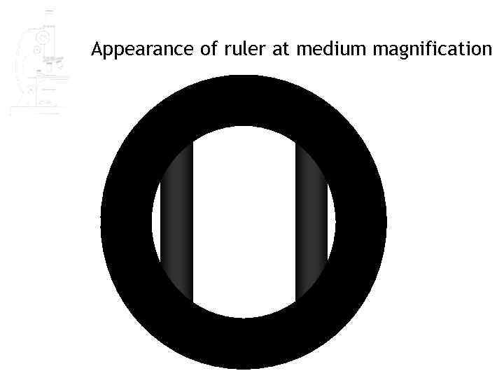 Appearance of ruler at medium magnification 