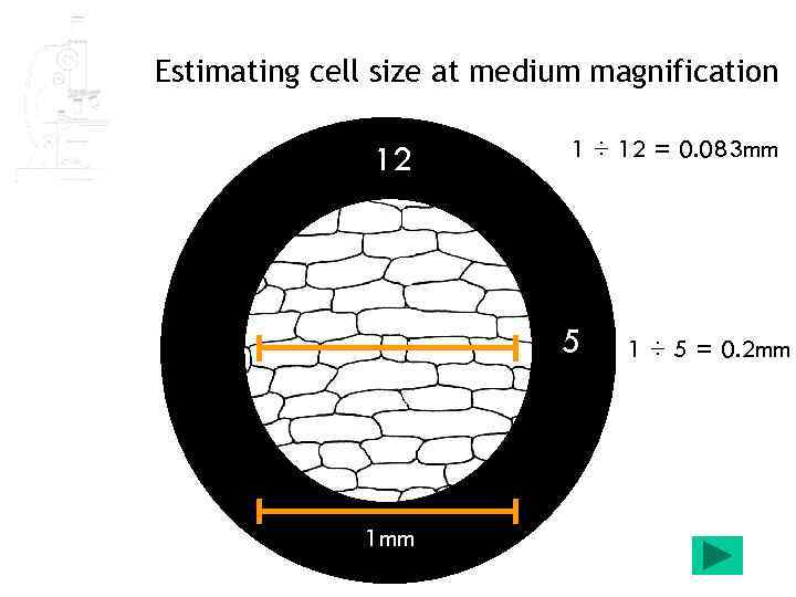 Estimating cell size at medium magnification 12 1 ÷ 12 = 0. 083 mm