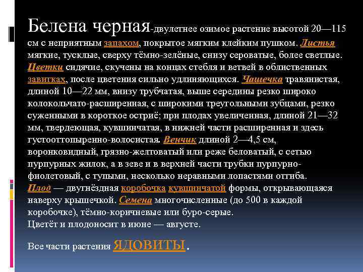 Белена черная-двулетнее озимое растение высотой 20— 115 см с неприятным запахом, покрытое мягким клейким