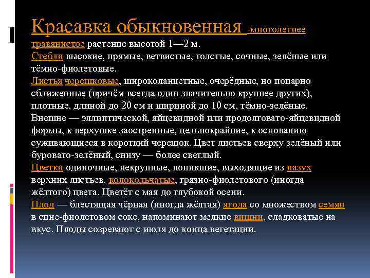 Красавка обыкновенная -многолетнее травянистое растение высотой 1— 2 м. Стебли высокие, прямые, ветвистые, толстые,