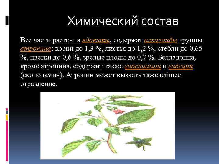 Химический состав Все части растения ядовиты, содержат алкалоиды группы атропина: корни до 1, 3