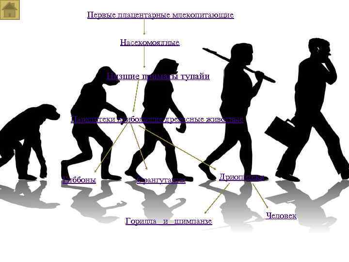 Первые плацентарные млекопитающие Насекомоядные Низшие приматы тупайи Парапитеки наибольшие древесные животные Гиббоны Орангутангы Горилла