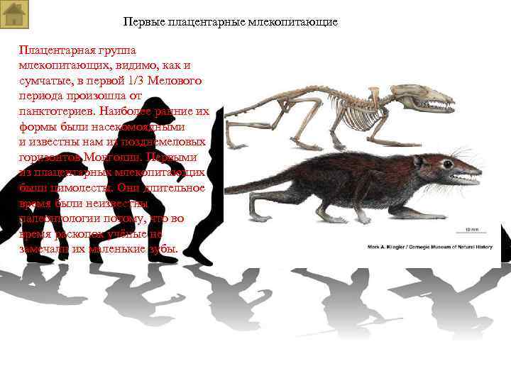 Первые плацентарные млекопитающие Плацентарная группа млекопитающих, видимо, как и сумчатые, в первой 1/3 Мелового