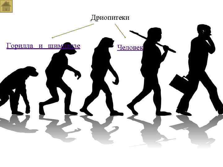 Дриопитеки Горилла и шимпанзе Человек 